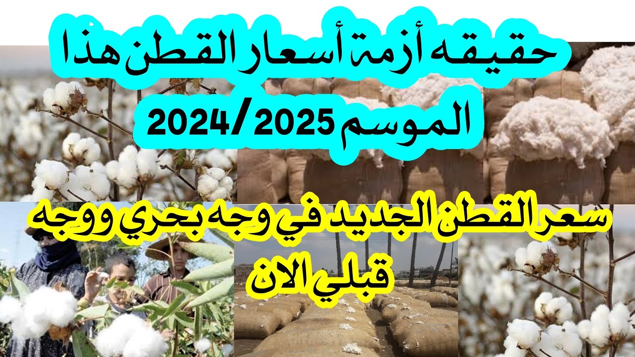 لحظة بلحظة.. أسعار القطن اليوم السبت 30 نوفمبر في مصر وموعد المزادات الوجه القبلي والبحري 2024