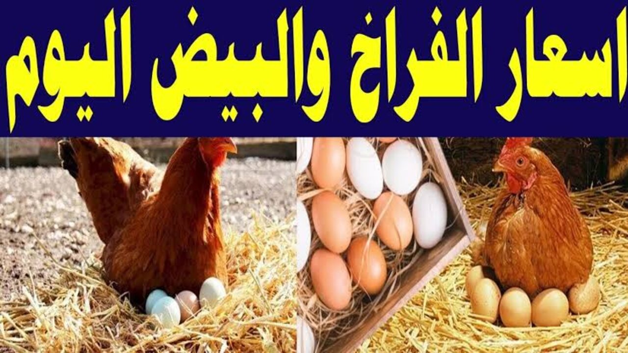 “آخـر تحـديـث“ بورصة الدواجن اليوم أسعار الفراخ البيضاء وسعر كرتونة البيض اليوم للمستهلك