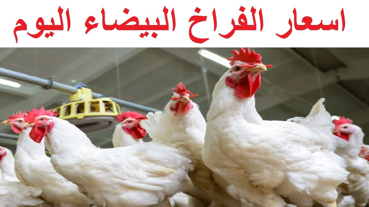 سعر الدواجن نهاية تعاملات اليوم الأحد 11 مايو 2025