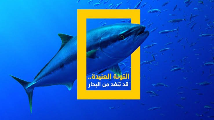 سمكة التونة العنيدة 🐋🐋.. التردد الجديد لقناة ناشيونال جيوغرافيك أبو ظبي 2025 علي النايل سات بجودة عالية