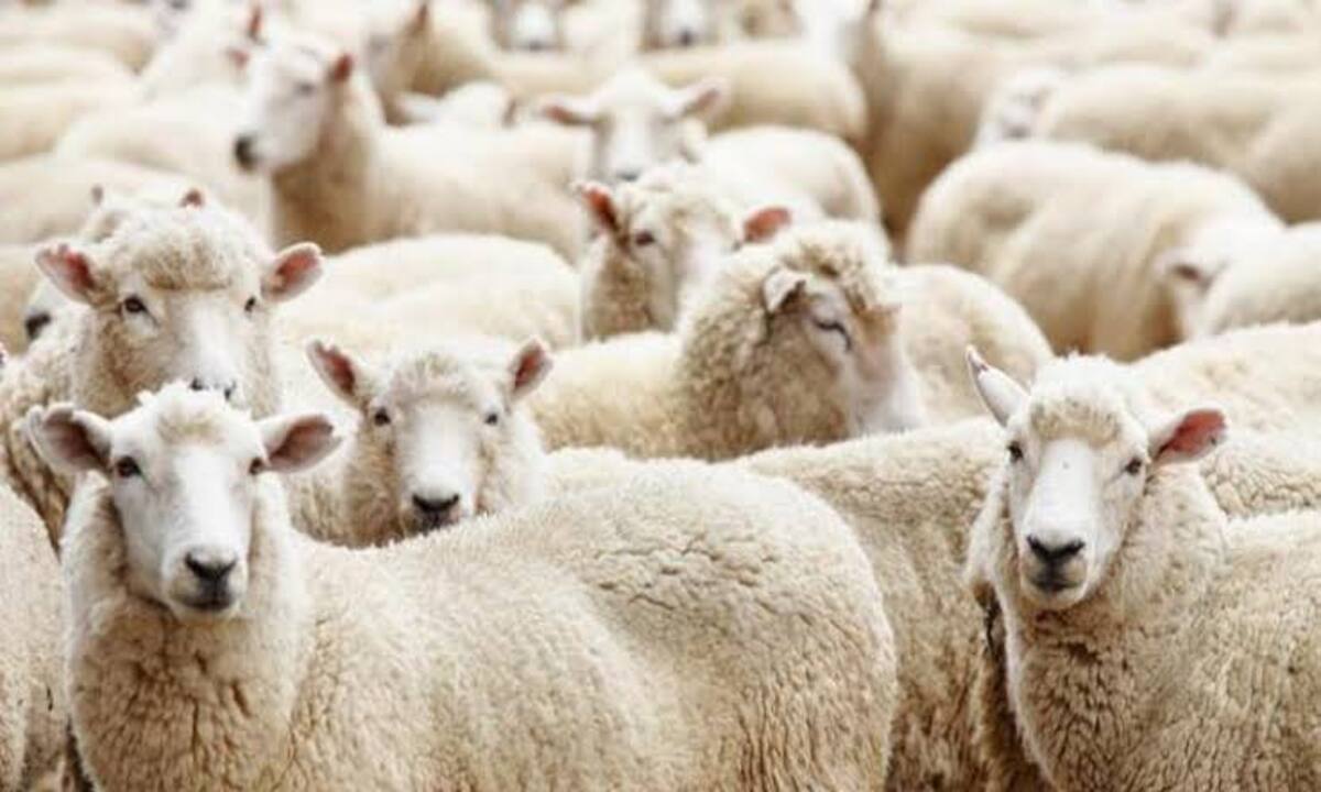 تعظيما لشعائر الله… احجز اضحيتك للعيد واعرف اسعار البرقي الممتاز وباقي الأضاحي لعيد 2025